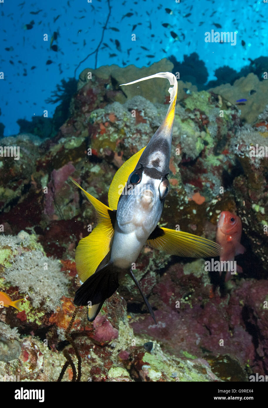 Petit Bannerfish (Heniochus intermedius) / Banque D'Images