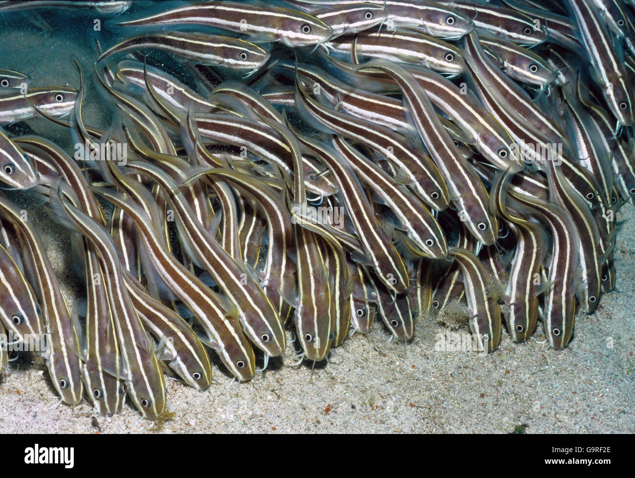 L'anguille, poisson-chat rayé / Thaïlande (Plotosus lineatus) Banque D'Images