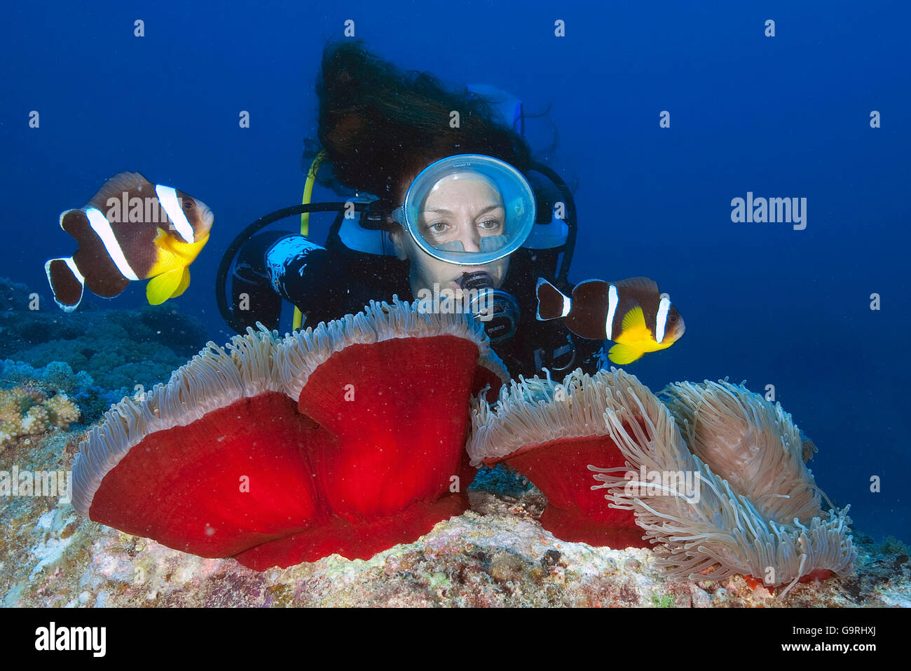 Plongeur et Maurice poisson clown, Maurice, Afrique, Océan Indien / (Amphiprion chrysogaster) Banque D'Images