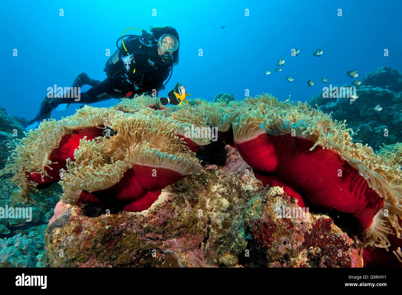 Plongeur et Maurice poisson clown, Maurice, Afrique, Océan Indien / (Amphiprion chrysogaster) Banque D'Images
