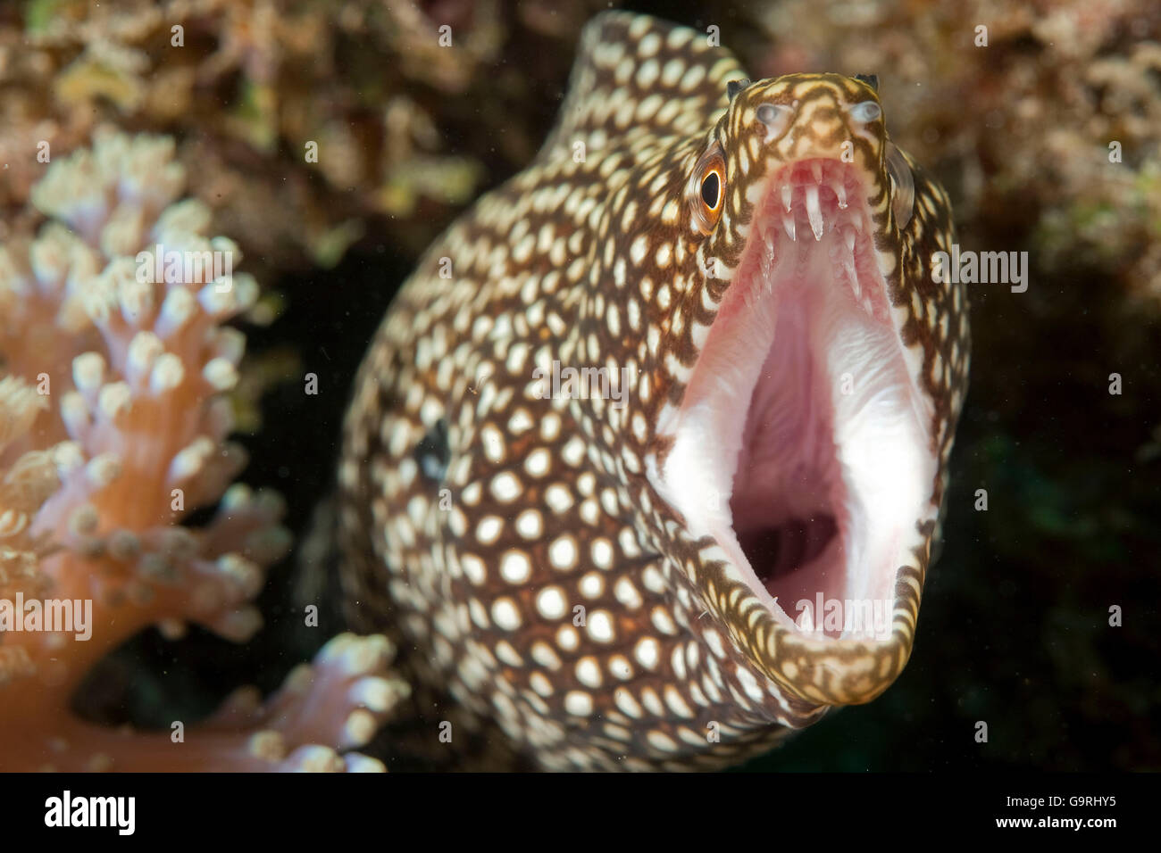 White-bouche moray , Ile Maurice, l'Afrique, Océan Indien / (Gymnothorax meleagris) Weissmaulmuraene, Maurice, Afrika, Indischer Ozean (Gymnothorax meleagris) / Banque D'Images