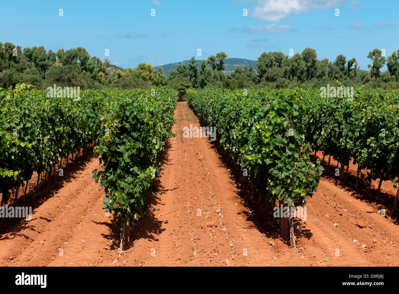 Vigne, vin, Alghero, Sardaigne, Italie, Europe, Méditerranée / Alghero Banque D'Images