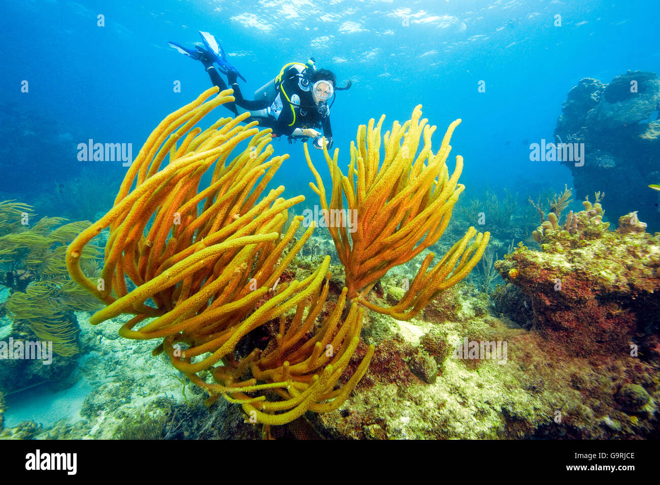 Plongeur et Slit-Pore géant Sea Rod, Caraïbes, Amérique Latine / (Plexaurella nutans) Banque D'Images