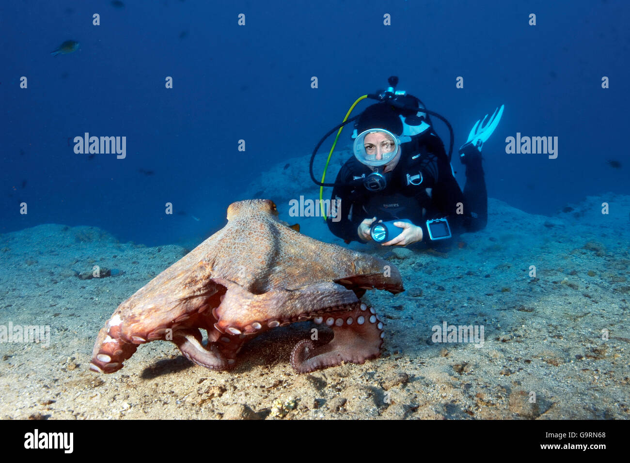 Plongeur et d'énormes pieuvres, Fuerteventura, Îles Canaries, Espagne / (Octopus vulgaris) Banque D'Images