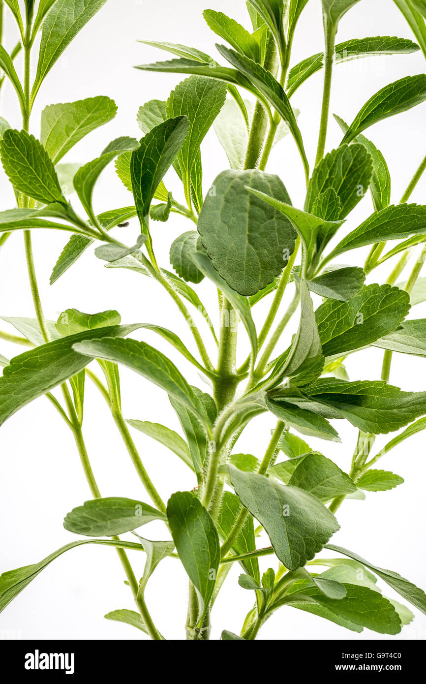 Le Stevia rebaudiana plant - autre édulcorant herb Banque D'Images