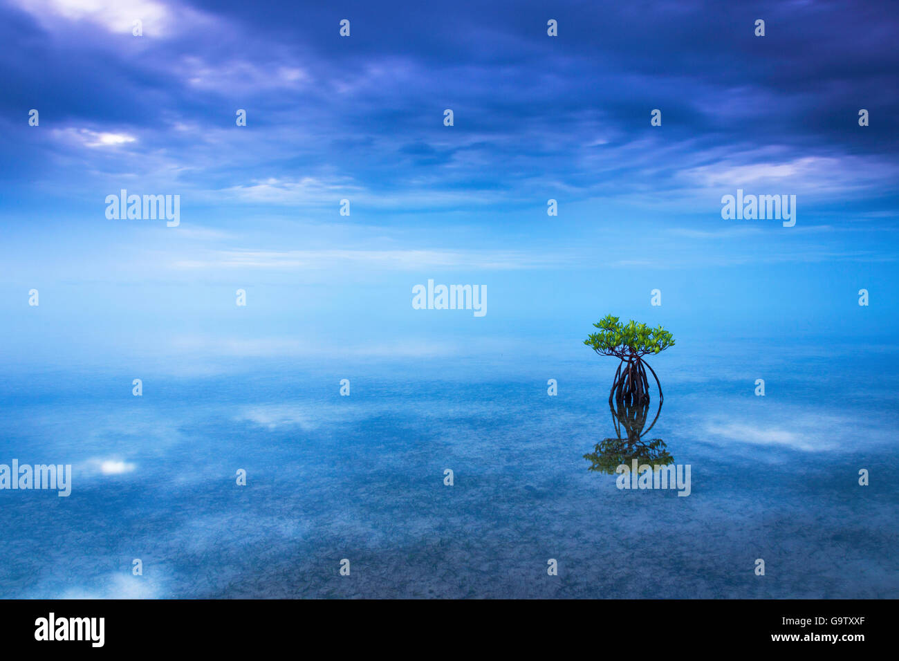 Une seule mangrove dans les eaux peu profondes de la baie de Biscayne à l'aube Banque D'Images Une seule mangrove dans les eaux peu profondes de la baie de Biscayne à l'aube Banque D'Images