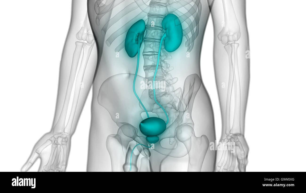 L'anatomie des organes du corps humain (reins Photo Stock - Alamy