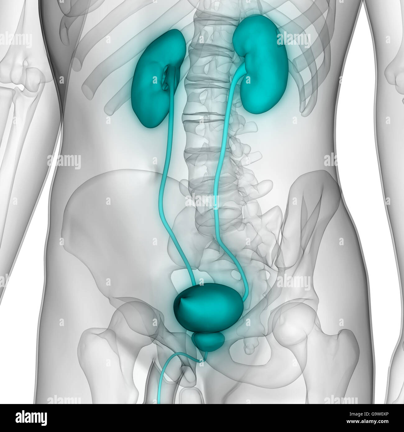 L'anatomie des organes du corps humain (reins Photo Stock Alamy