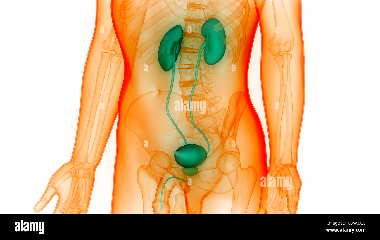 L'anatomie des organes du corps humain (reins) Banque D'Images