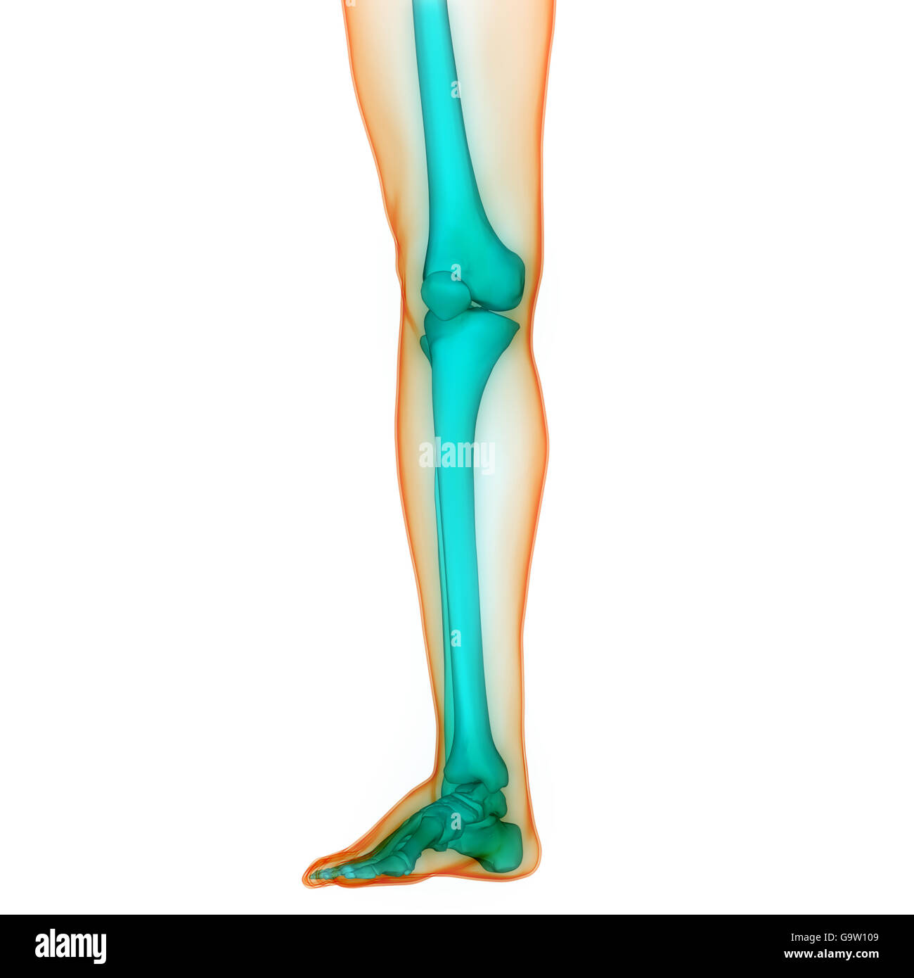 Système de squelette humain Anatomie des articulations des os Banque D'Images