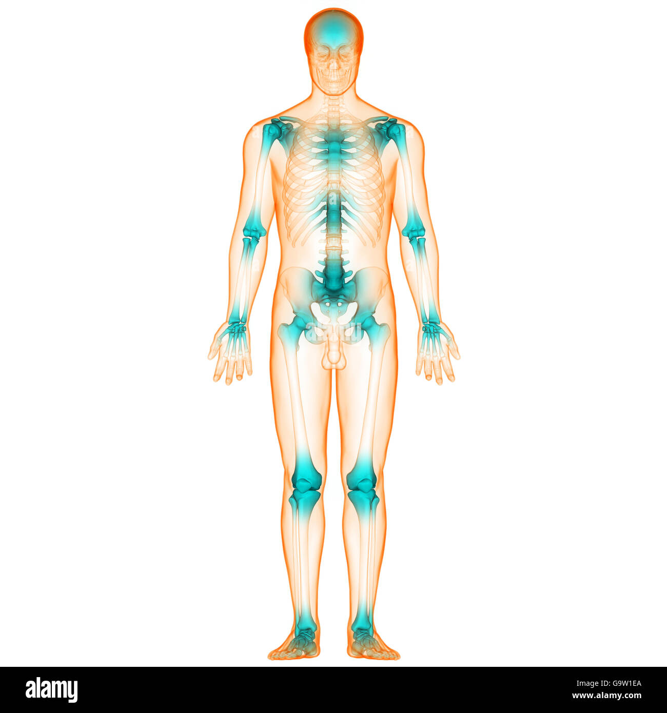 Système de squelette humain Anatomie des articulations des os Banque D'Images