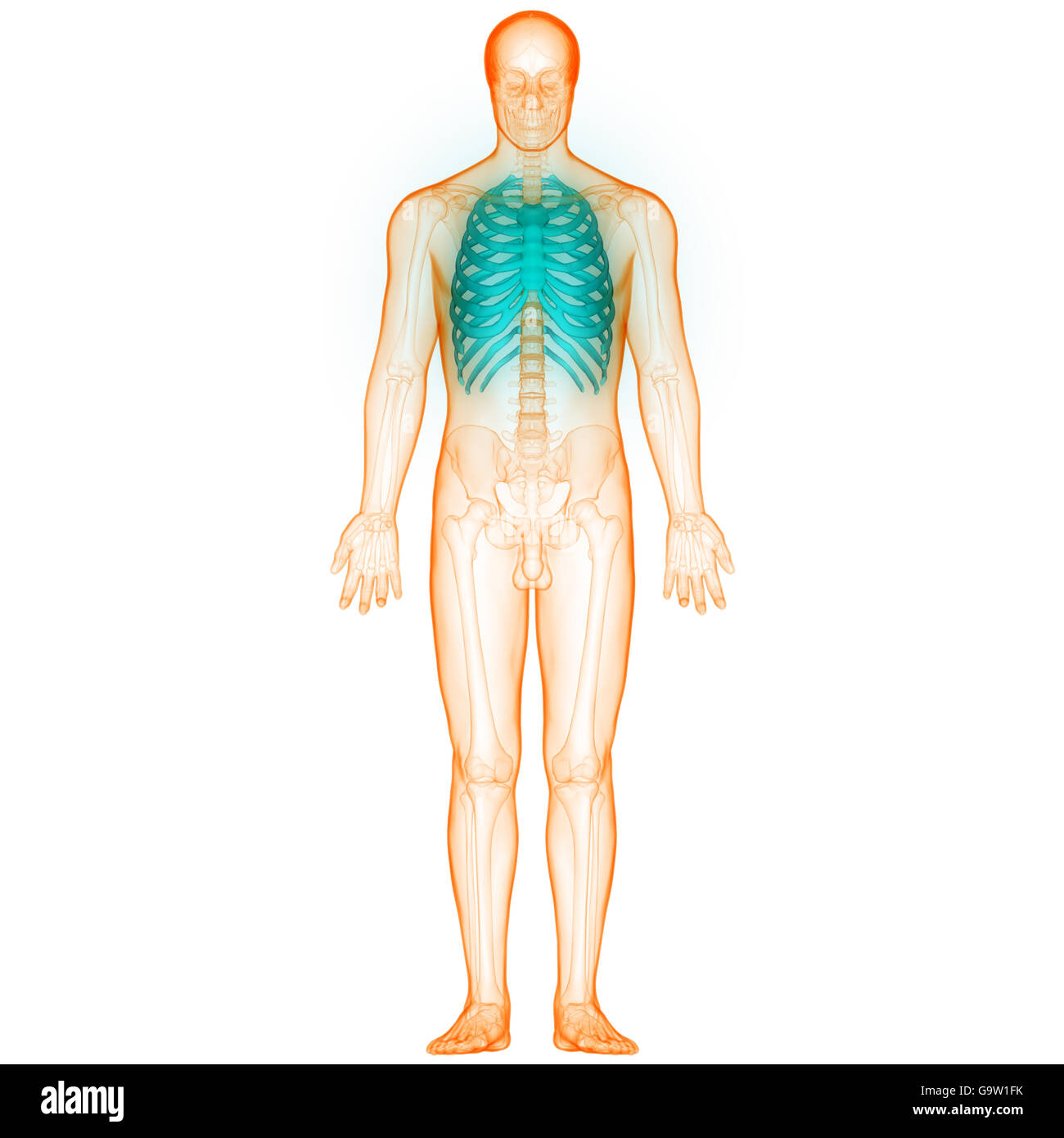 Système de squelette humain Anatomie des articulations des os Banque D'Images