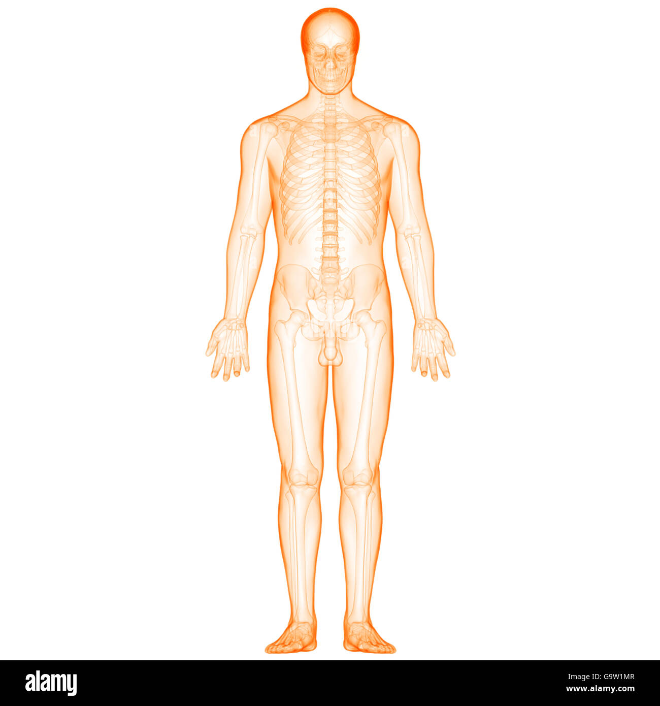 Système de squelette humain Anatomie des articulations des os Banque D'Images