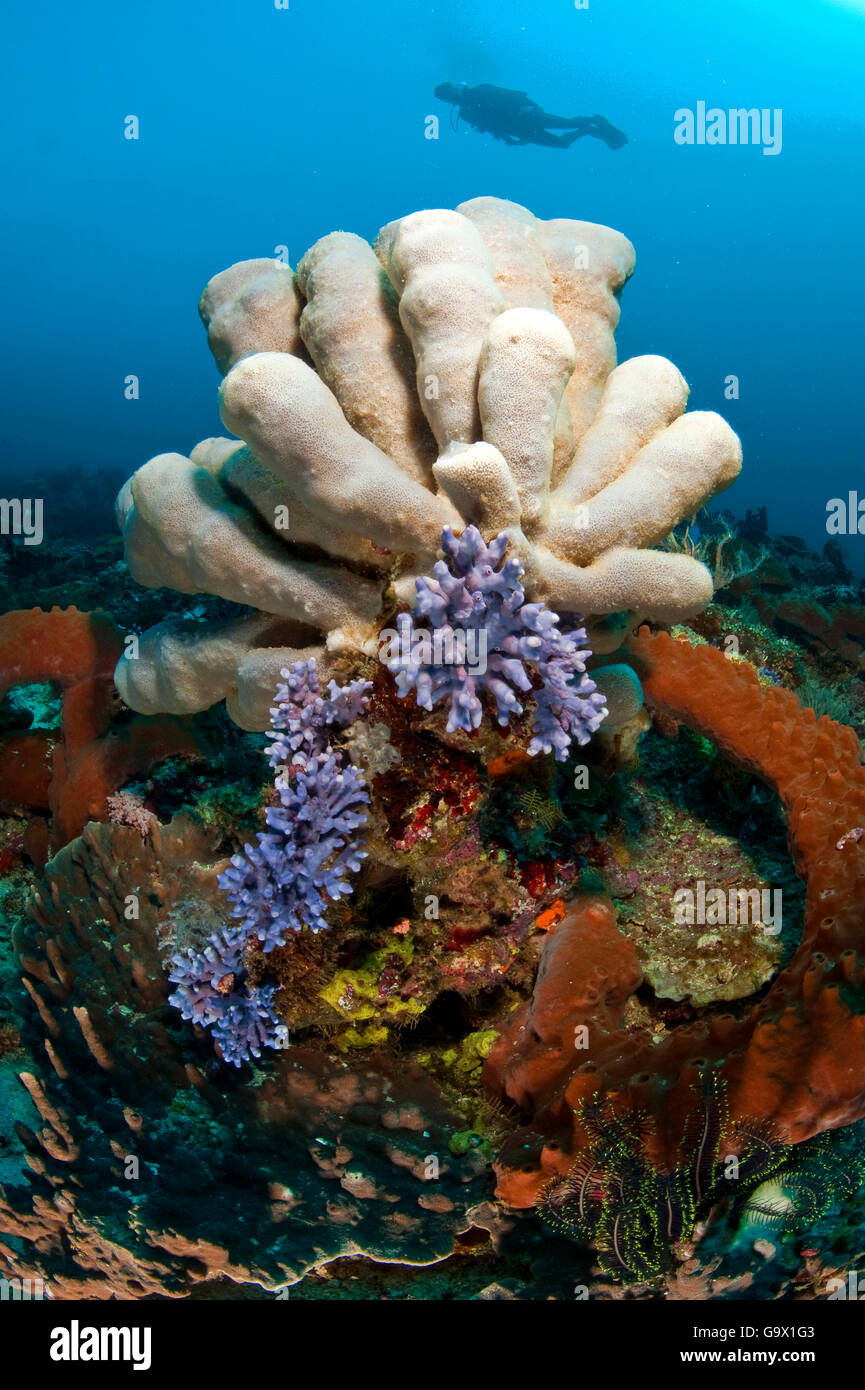 Coral reef, Molukkes, Indonésie, Asie, Pacifique Banque D'Images