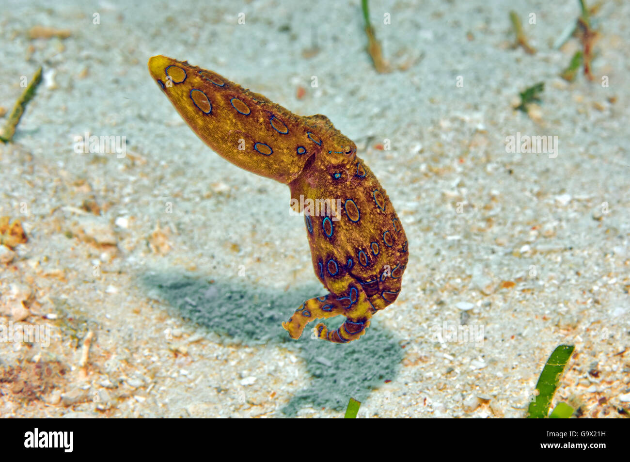 Plus grand héron bleu pieuvre, Cabilao, Visayas, Philippines, Asie / (Hapalochlaena lunulata) Banque D'Images
