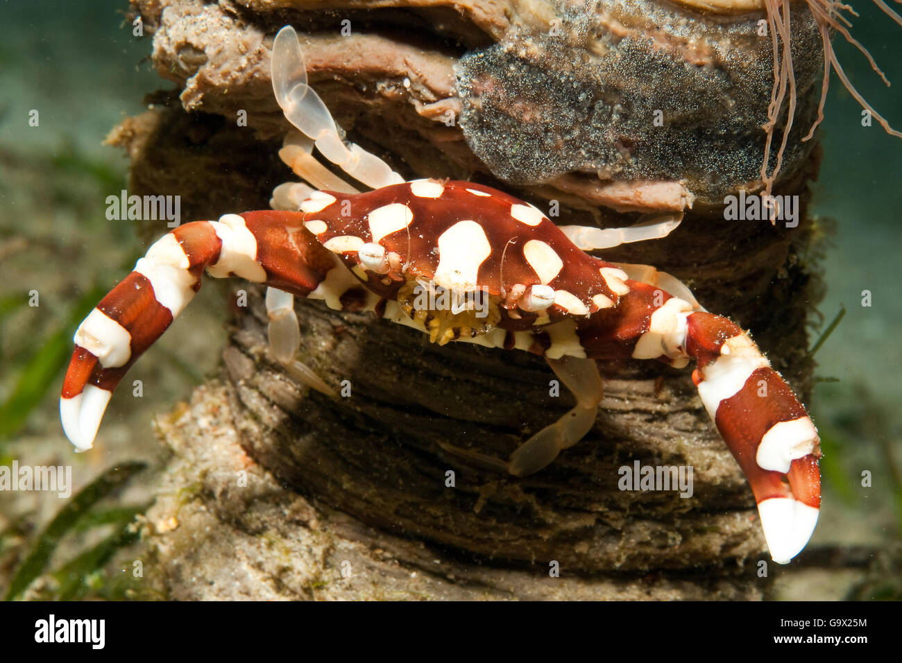 Crabe Arlequin, Sabang Beach, Mindoro, Philippines, Asie, région Indo-Pacifique (Lissocarcinus / laevis) Banque D'Images
