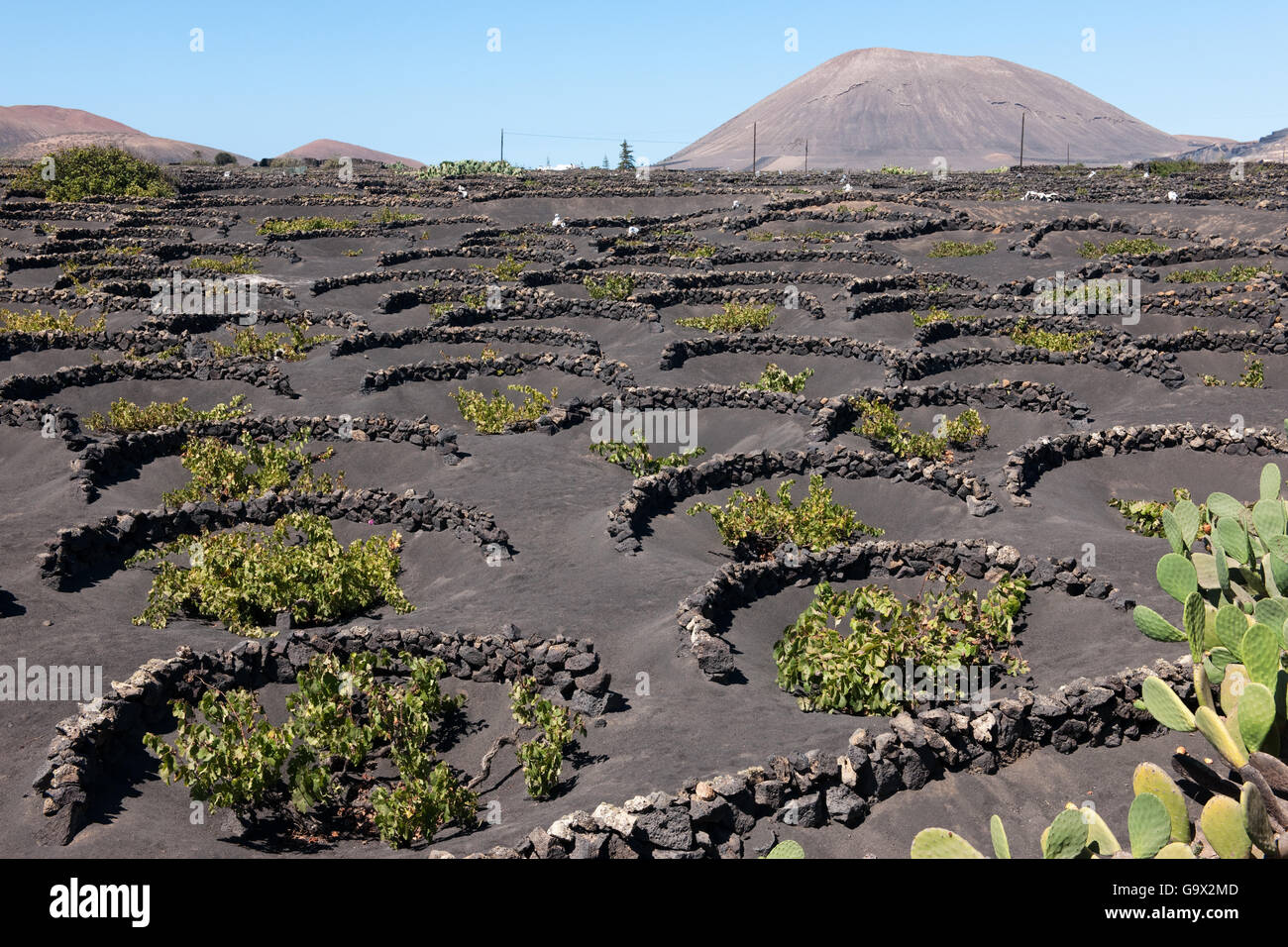 Vignoble sur vulcany terre, Lanzarote, Espagne Banque D'Images
