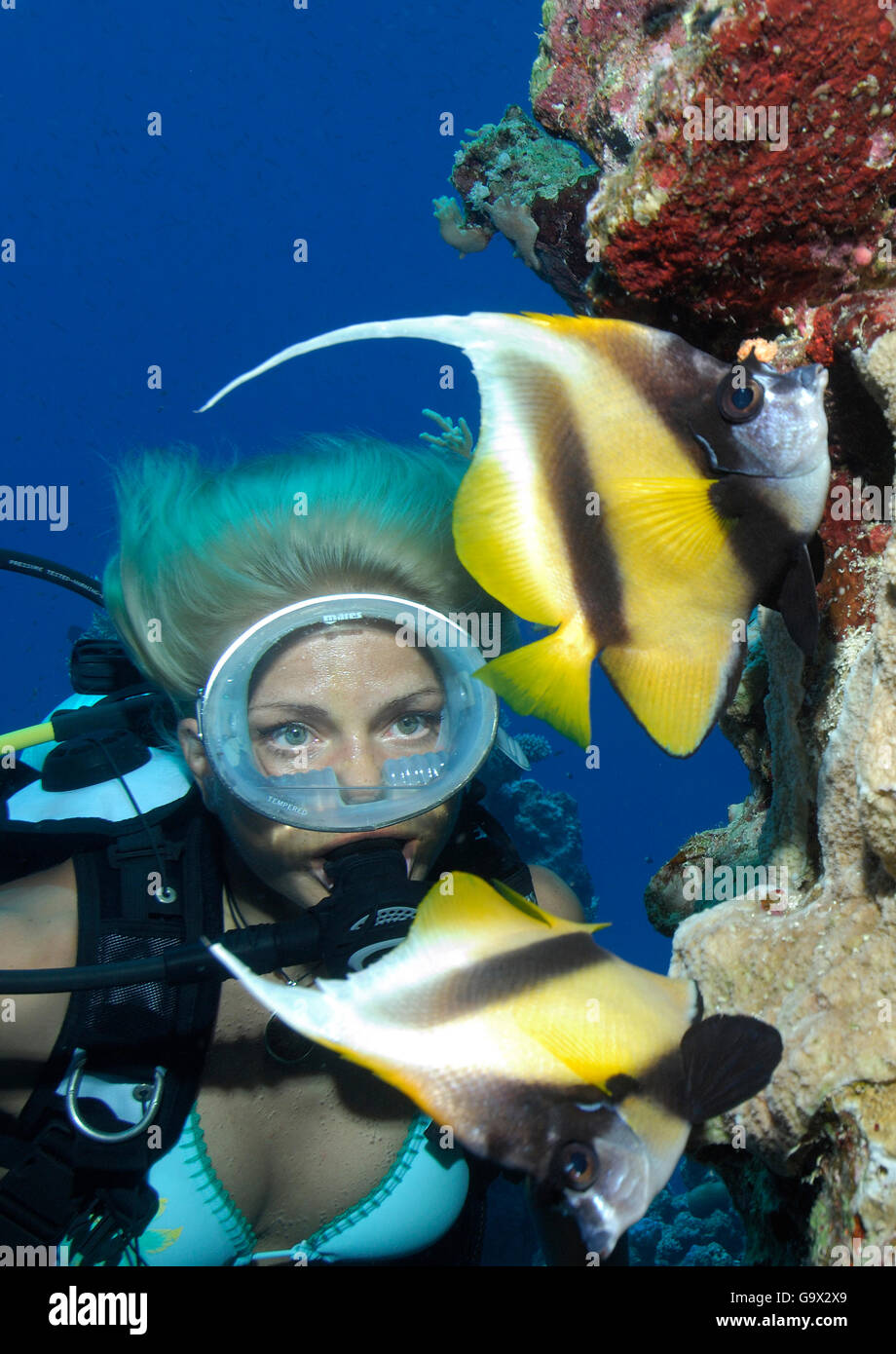 Plongeur et petit bannerfish, Mer Rouge, Afrique / (Heniochus intermedius) Banque D'Images