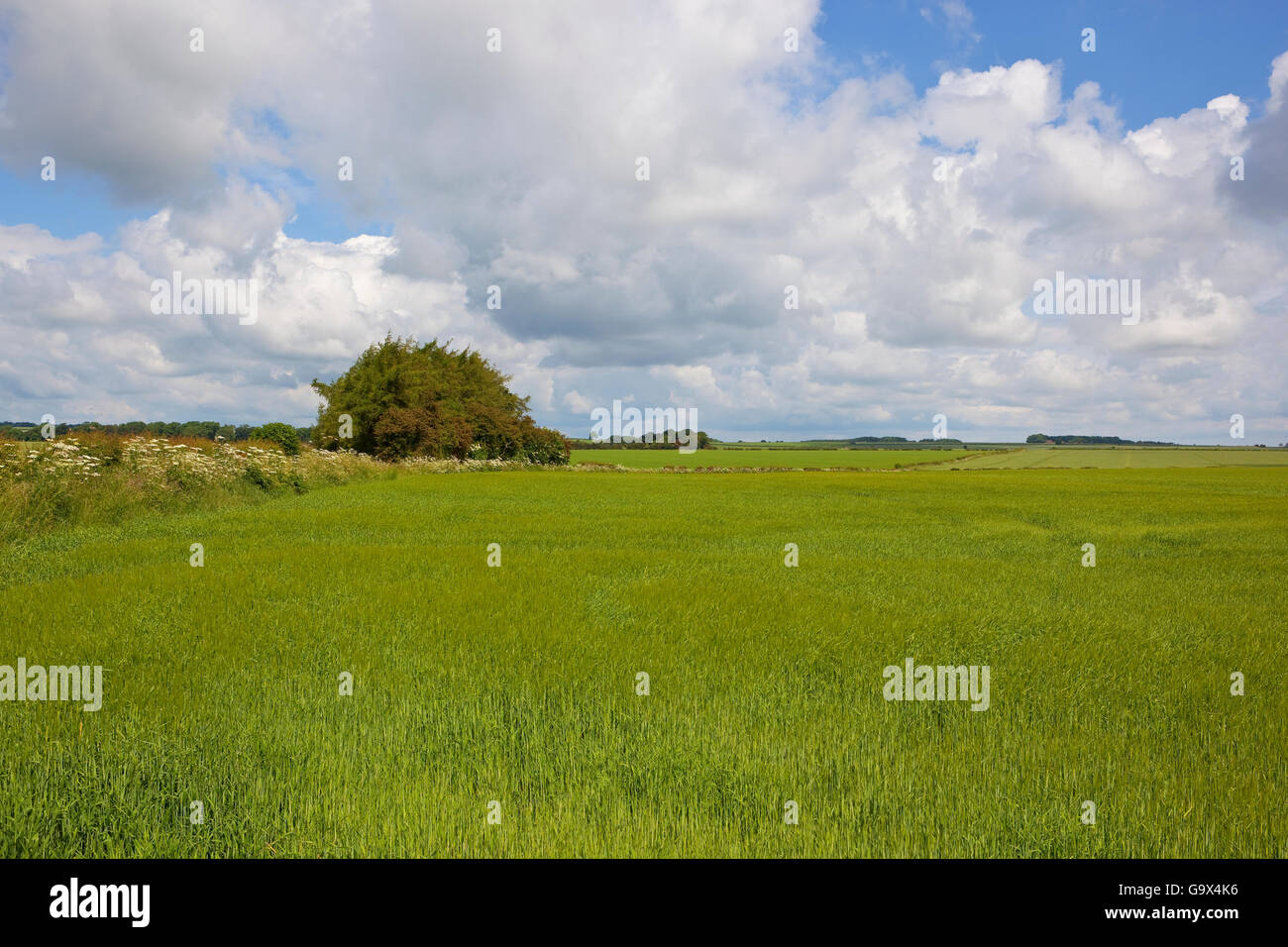 Un champ d'orge de maturation près d'un petit bosquet dans le Yorkshire Wolds sous un ciel nuageux bleu en été. Banque D'Images