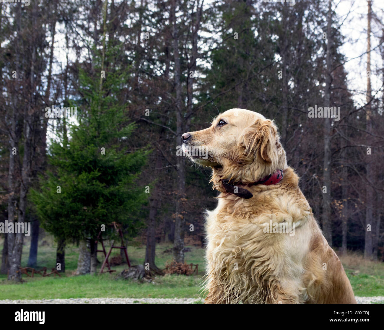 Retriever dog portrait en extérieur au parc Banque D'Images