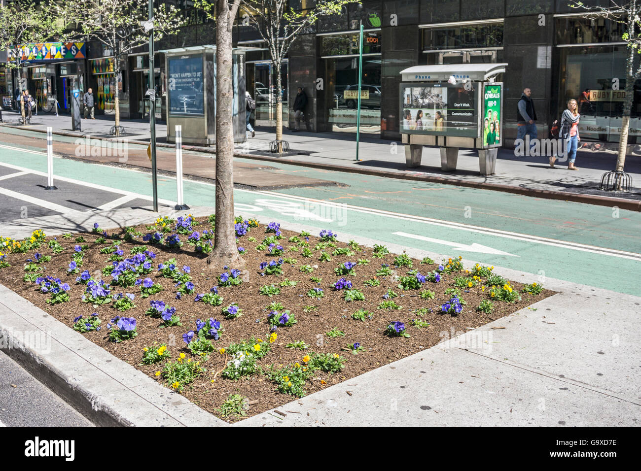 Poche de plantation dans la bande médiane entre la voie et les échanger avec les jeunes arbres nouvellement plantés et pensées bleu sur la belle journée de printemps Banque D'Images