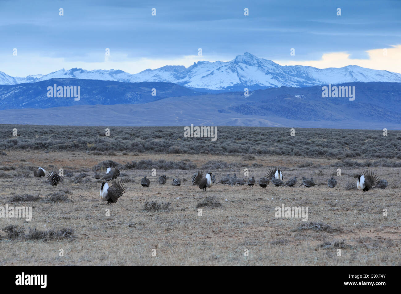 Tétras des armoises (Centrocercus urophasianus) hommes afficher au lek au printemps. Le Comté de Sublette, Wyoming, USA. Avril. Banque D'Images