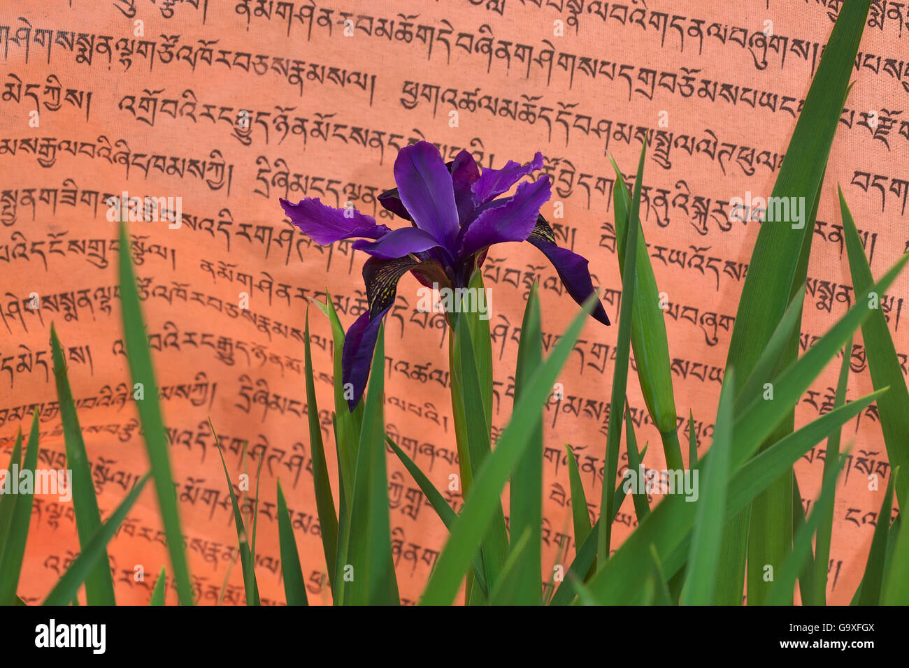 Black iris (Iris chrysographes) en face de la prière d'un drapeau, le Mont Namjagbarwa Yarlung Zangbo, le Parc National du Grand Canyon, Tibet, C Banque D'Images