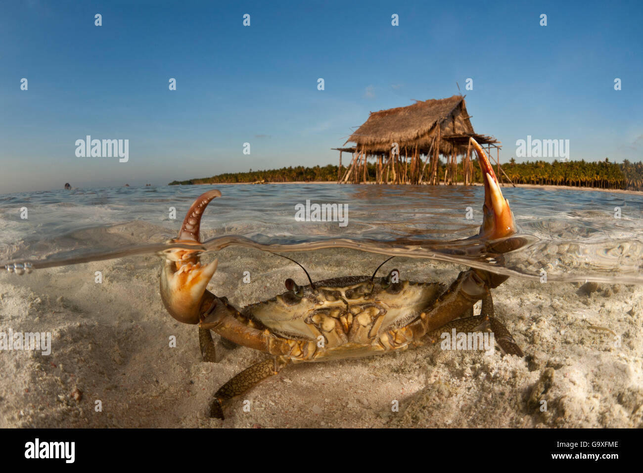 Crabe de boue (Scylla serrata) dans l'eau de sable peu profond. Duplex avec island et maison au toit de chaume sur pilotis. Moromahu Wakatob, Île Banque D'Images