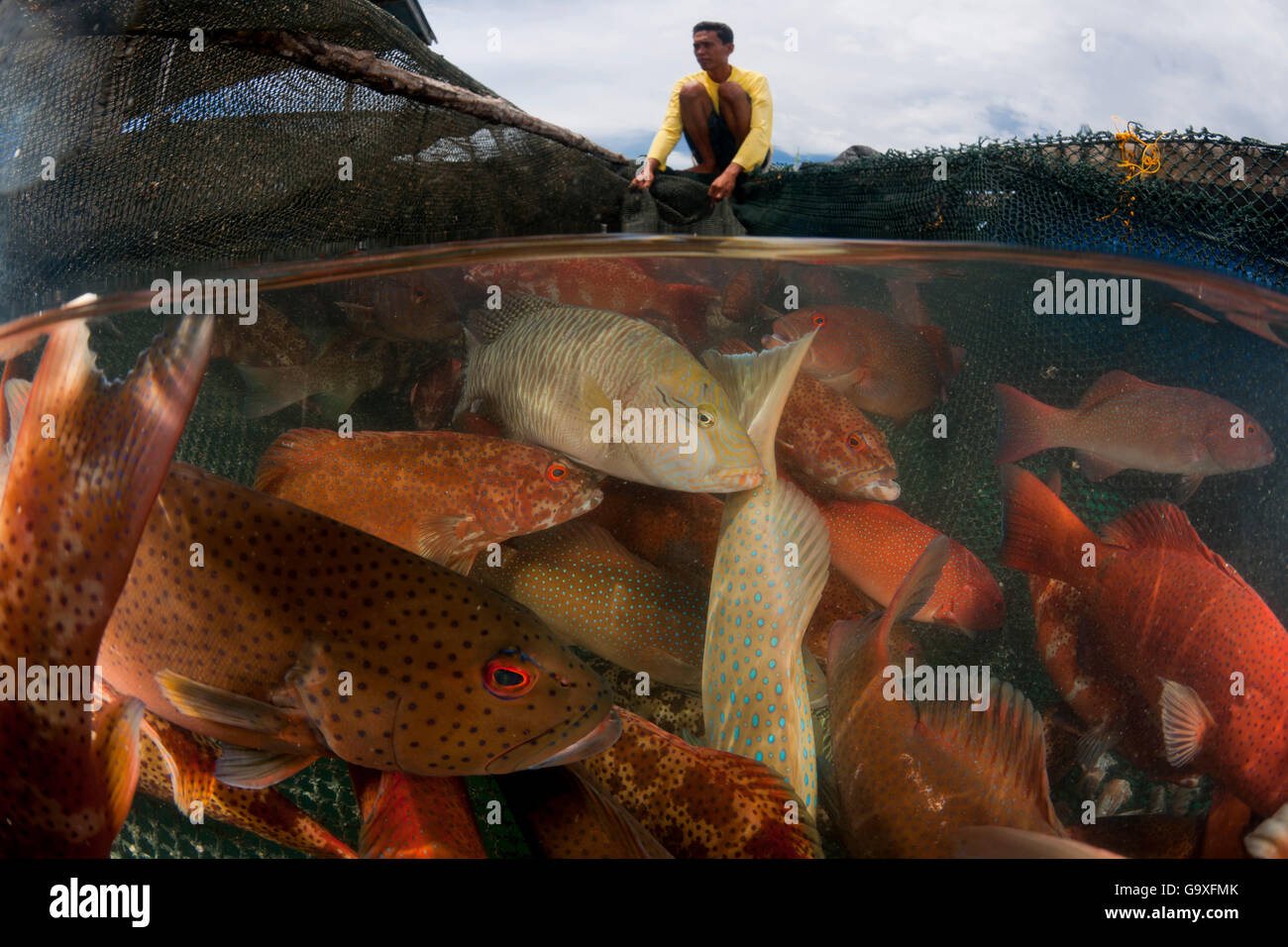 Déménagement homme mérous entre les stylos du poisson, Kudat Tampakan, Sabah, Bornéo,. Juin 2009. La deuxième place dans le portefeuille de la Bourse Banque D'Images