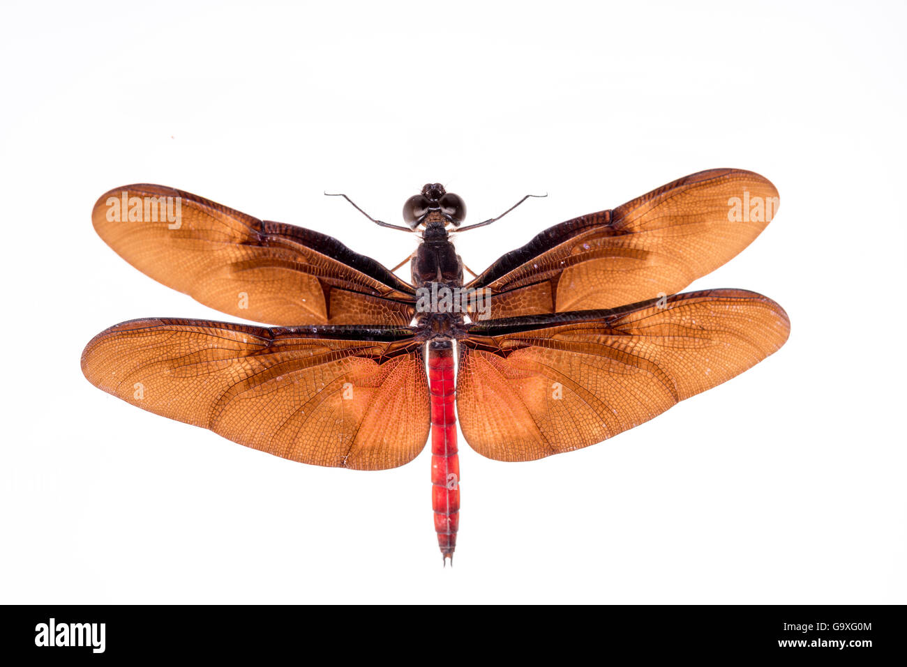 Forest dragonfly (Diastatops sp) sur fond blanc. Le Pérou. Banque D'Images