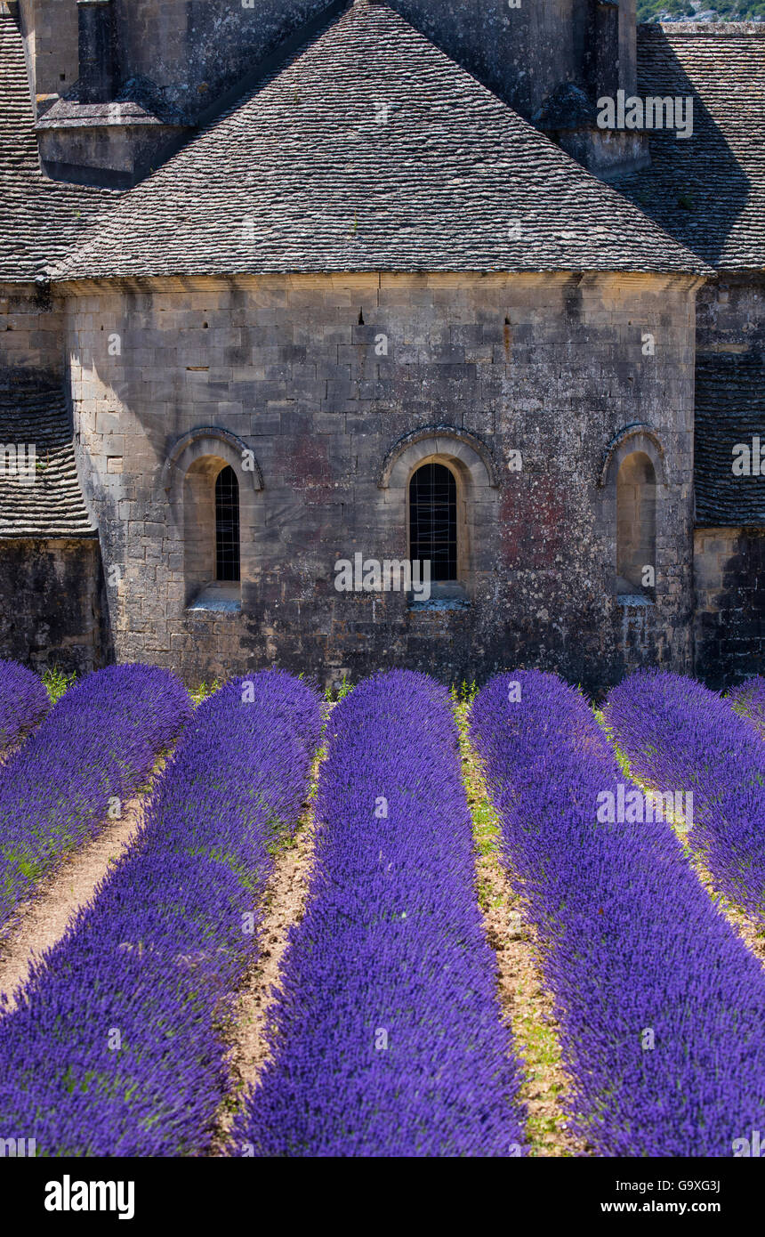 La Lavande (Lavendula angustifolia) champs en face de l'Abbaye de Sénanque, Gordes Village, Provence, France, juillet 2015. Banque D'Images