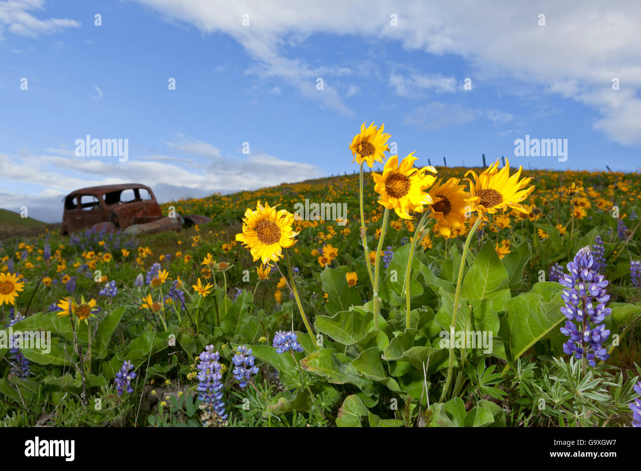 Deltoïdes (Balsamorhiza deltoidea), en fleurs et vieille voiture rouillée, Columbia Hills State Park, Columbia River Gorge National Scenic Banque D'Images