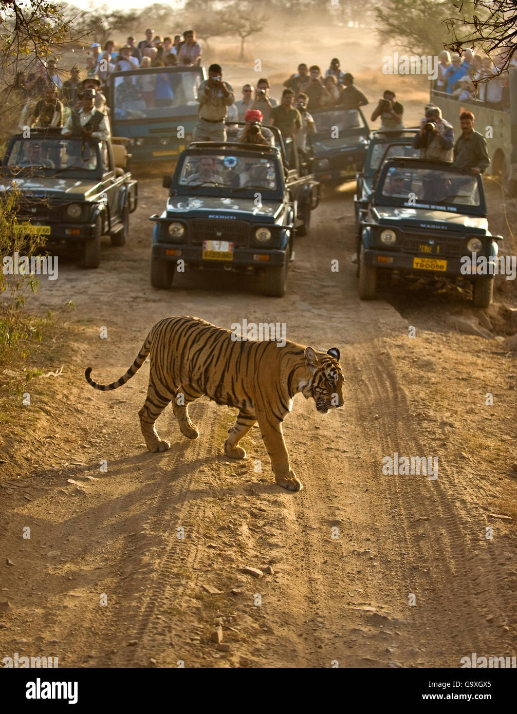 Tigre du Bengale (Panthera tigris tigris) avec les touristes à regarder des voitures, Ranthambore, Inde Banque D'Images