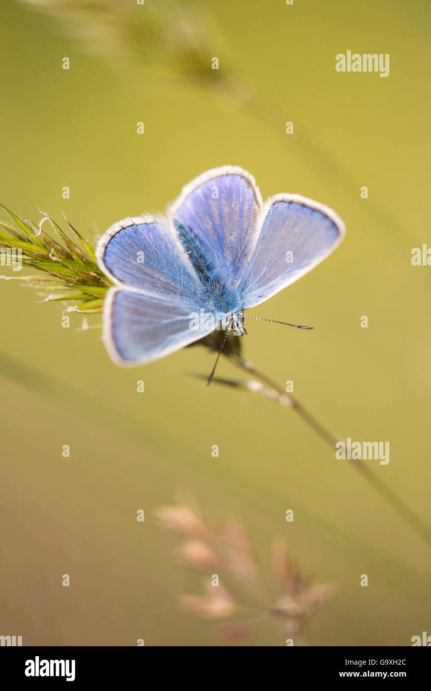 Papillon bleu commun (Polyommatus icarus) mâle au soleil sur l'herbe, Vealand Farm, Holsworthy, Devon, UK. De juin. Banque D'Images