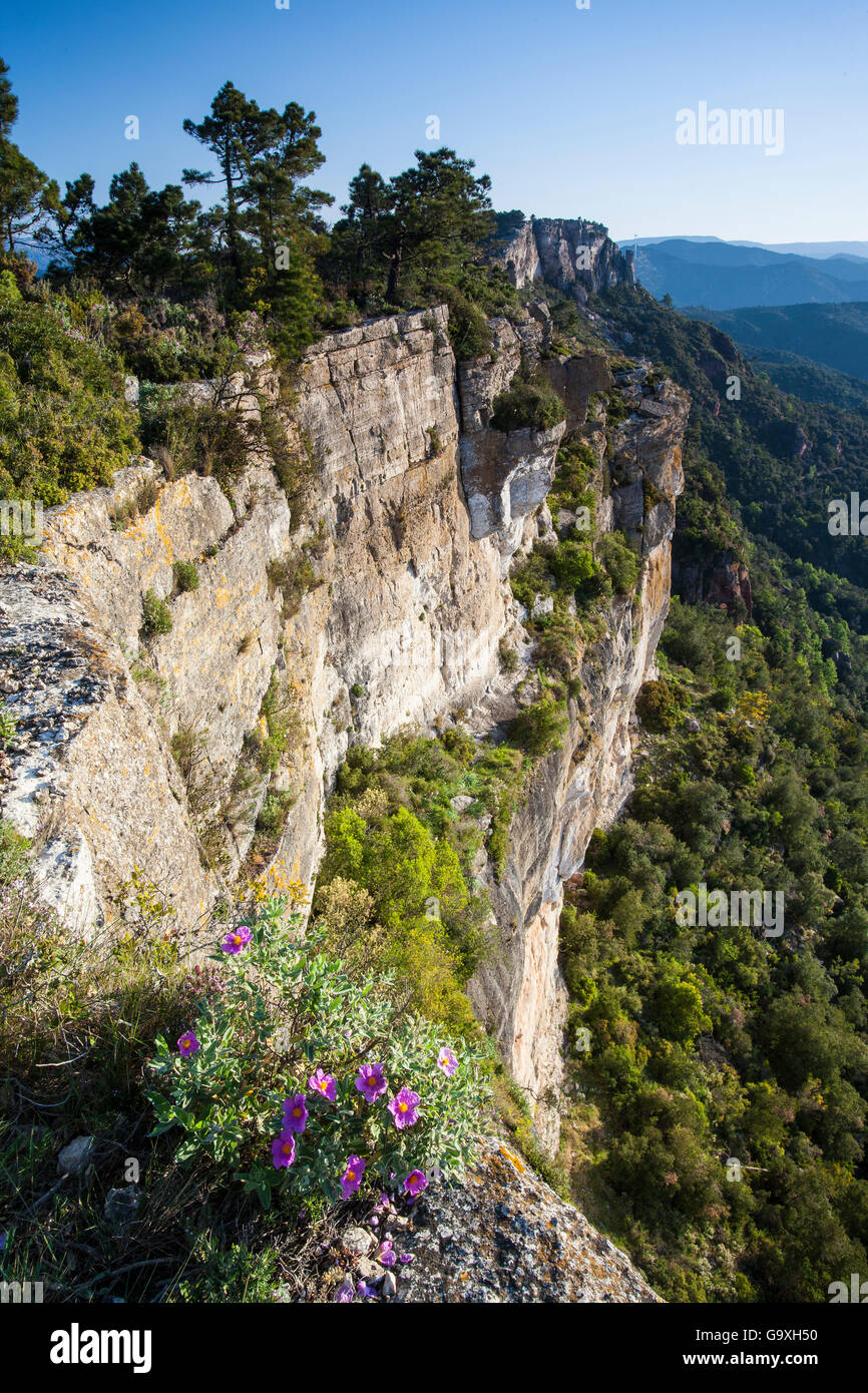 Dans Pradell-La falaises de montagnes de l'Argentera Domaine d'Intérêt Naturel, Tarragone, Catalogne, Espagne, mai 2013. Banque D'Images