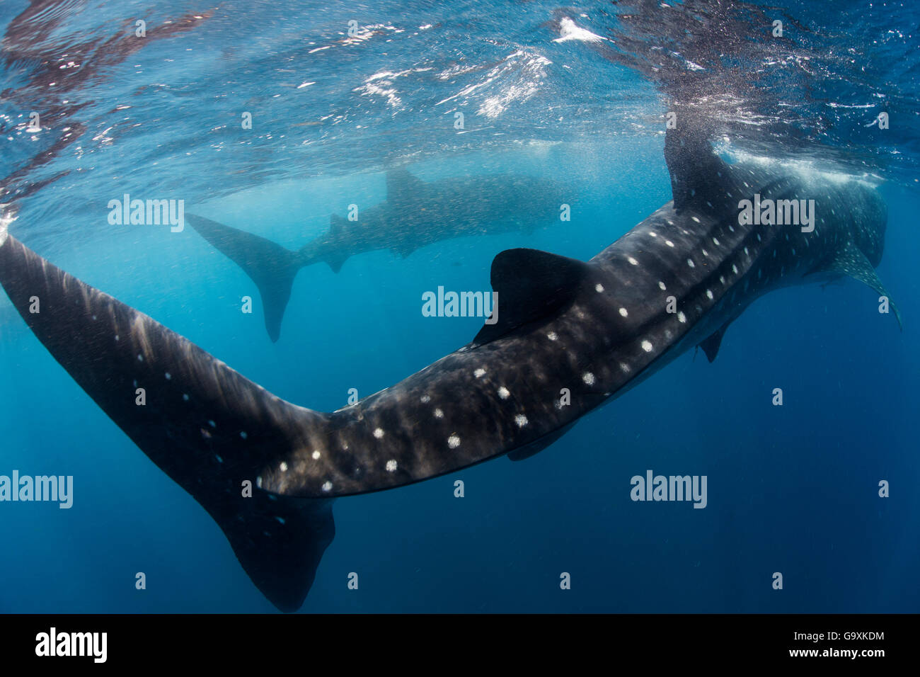 Requin-baleine (Rhincodon typus) vue de l'alimentation arrière, Isla Mujeres, mer des Caraïbes, au Mexique, en août. Les espèces vulnérables. Banque D'Images