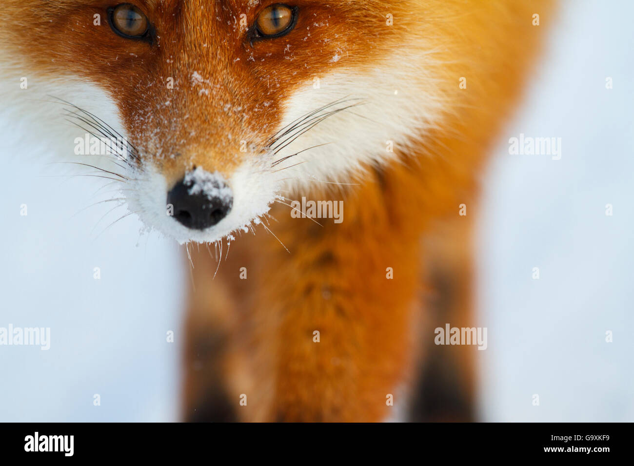 Le renard roux (Vulpes vulpes) close up portrait, Laponie, Finlande. Mars. Banque D'Images