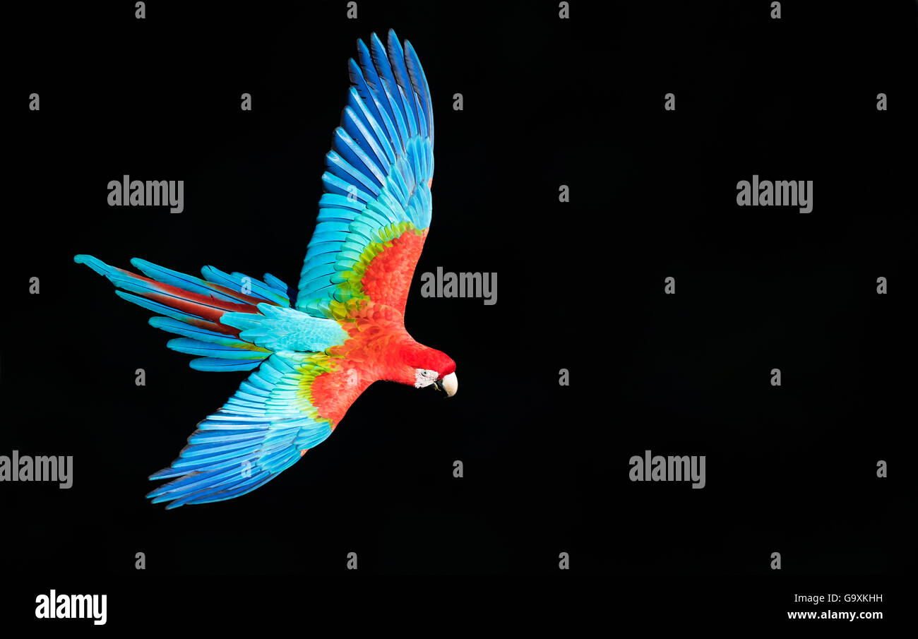 Le rouge et vert macaw (Ara chloropterus) en vol, Pantanal, Brésil. En août. Banque D'Images