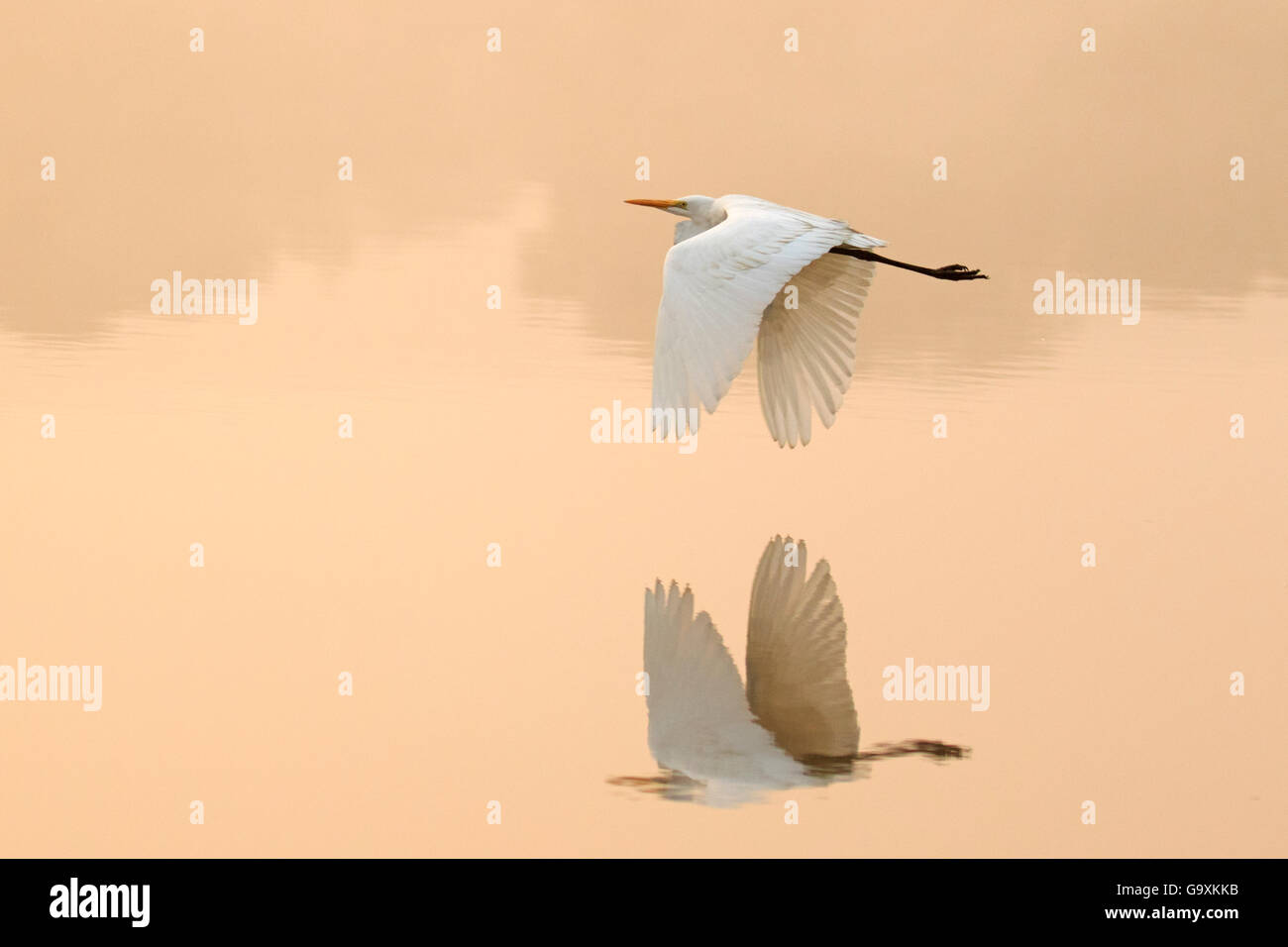 Grande aigrette (Ardea alba), volant à travers le lac, Ranthambhore National Park, Inde Banque D'Images