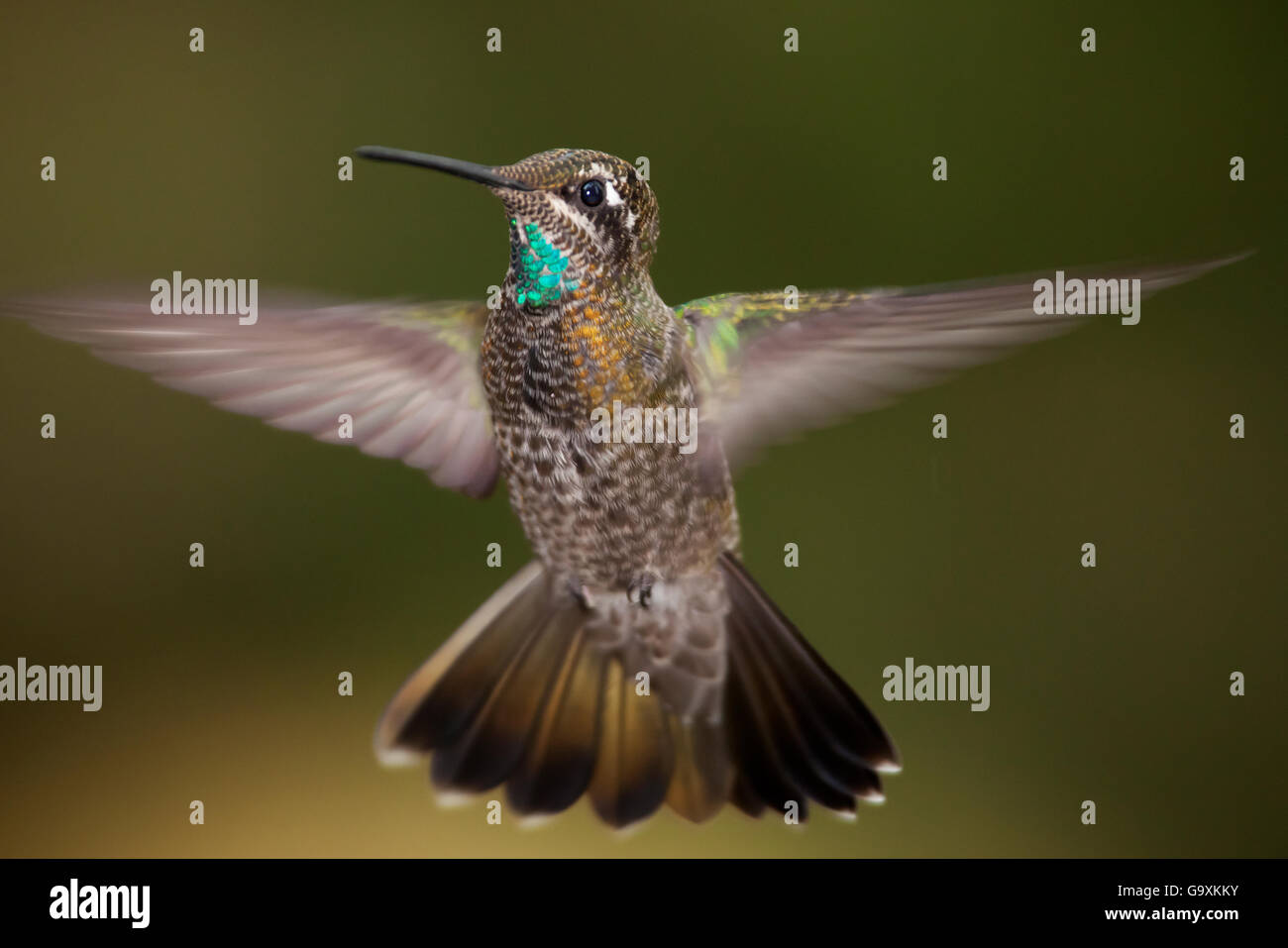 Hummingbird (magnifique mâle immature Eugene fulgens), voler, Milpa Alta Forêt, Mexique, mai Banque D'Images