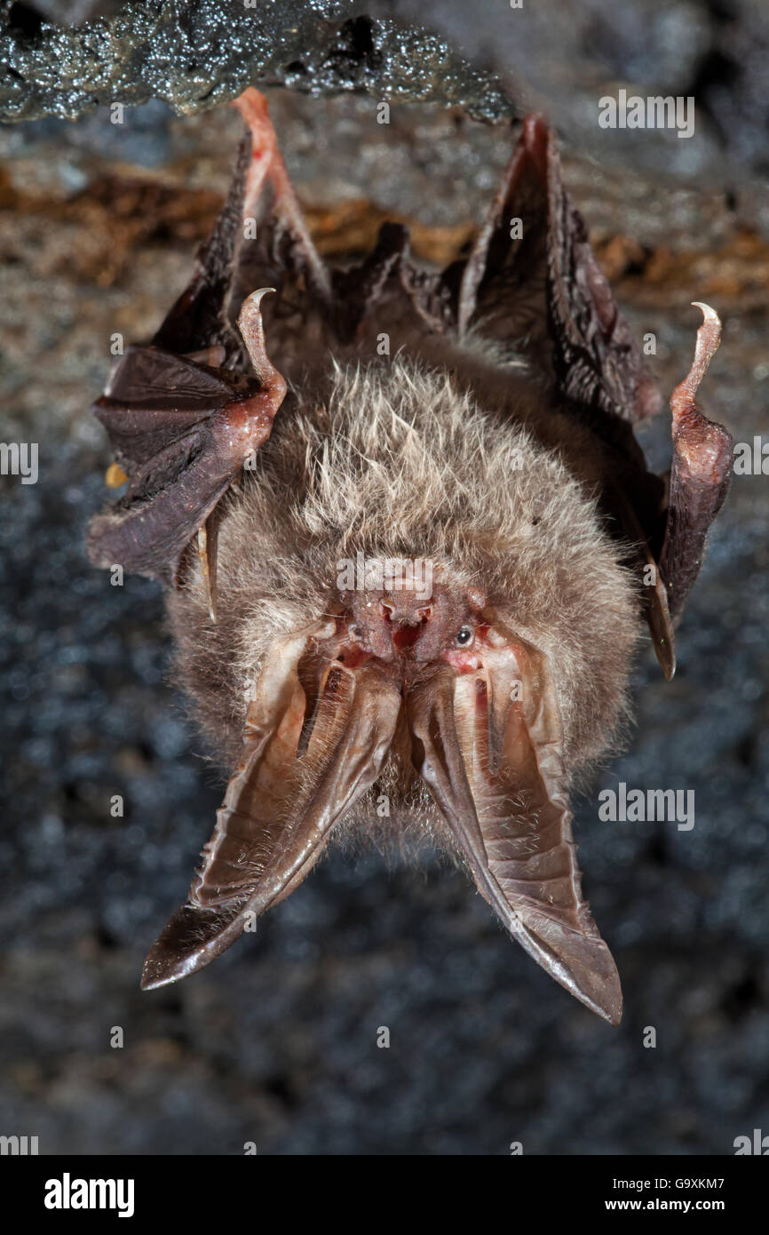 Townsend's big-eared Bat (Corynorhinus townsendii) se percher, Milpa Alta Forêt, au Mexique, en septembre Banque D'Images