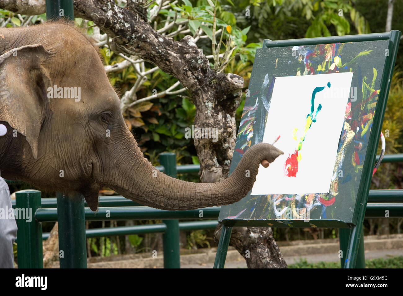 Éléphant d'Asie (Elephas maximus) peinture utilisant la ligne réseau, Elephant Safari Park Bali Desa, Taro, forêt de l'île de Bali, Indonésie, Pac Banque D'Images