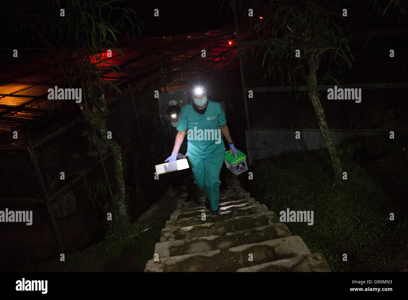 Bogor, Indonésie. 27 avril 2016. Le médecin donne des médicaments pour le Javan lent avant l'arrêt ver loris wild au plan international Banque D'Images