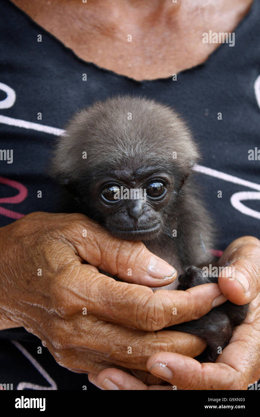 Femme tenant bébé orphelin gibbon (Hylobates) dont la mère a été tué en plantation de palmiers à huile, le sud de Kalimantan, la partie indonésienne de Bornéo. Août 2010. Banque D'Images