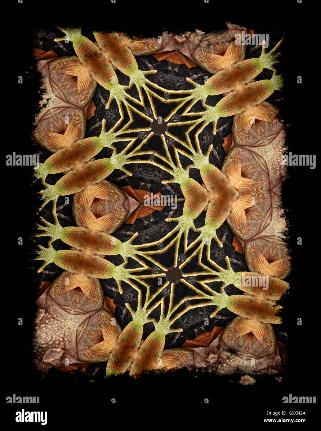 Motif kaléidoscope formé à partir de photo d'iguane commun (Iguana iguana) - voir l'image originale SOUS EMBARGO 01482835 numéro de NAT GEO pour jusqu'à la fin de 2015 Banque D'Images