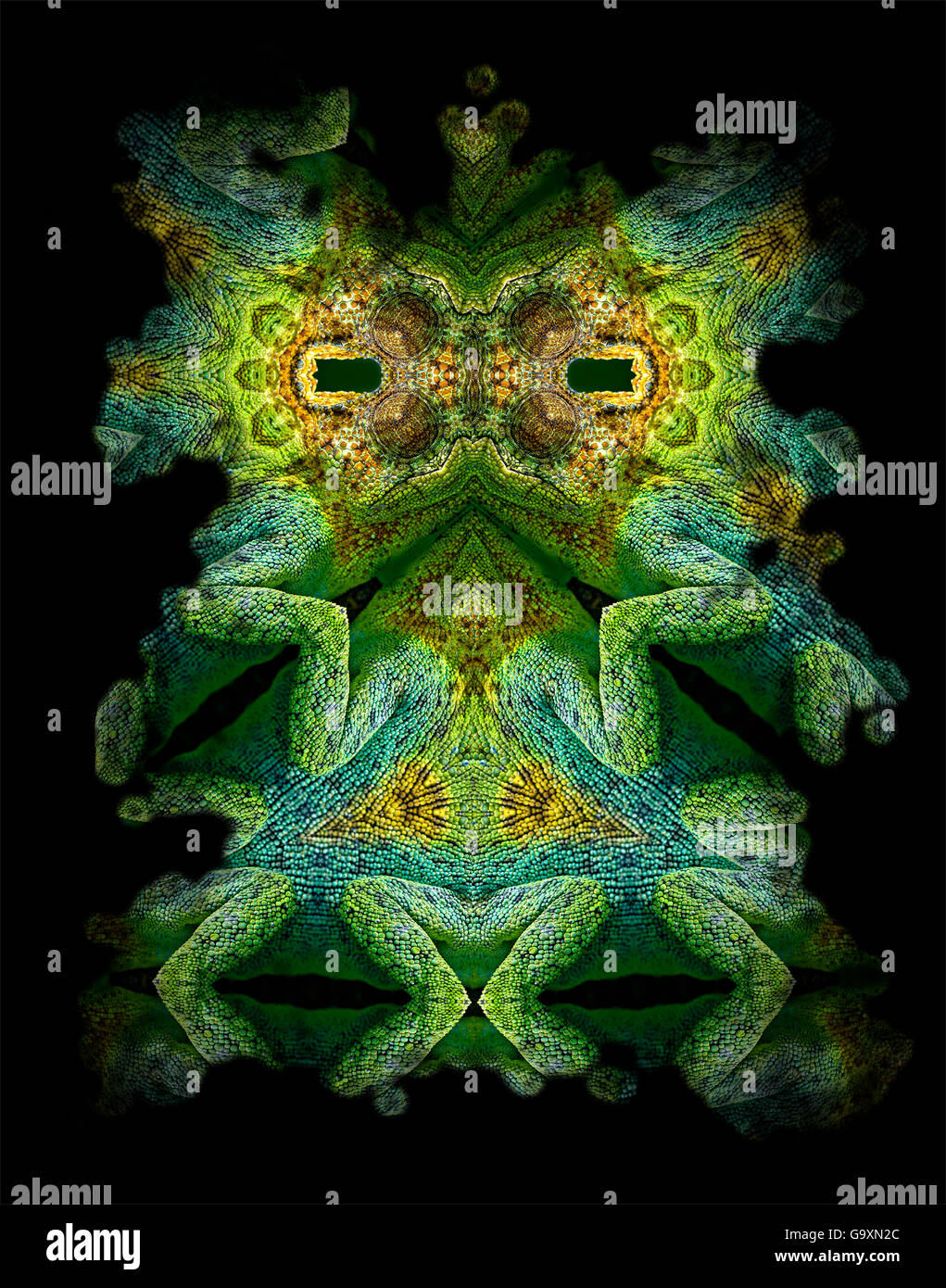 Motif kaléidoscope formé à partir de photo de caméléon (Chamaeleo johnstoni Johnstons) visage et les jambes. Limitée pour un usage éditorial jusqu'en décembre 2015 Banque D'Images
