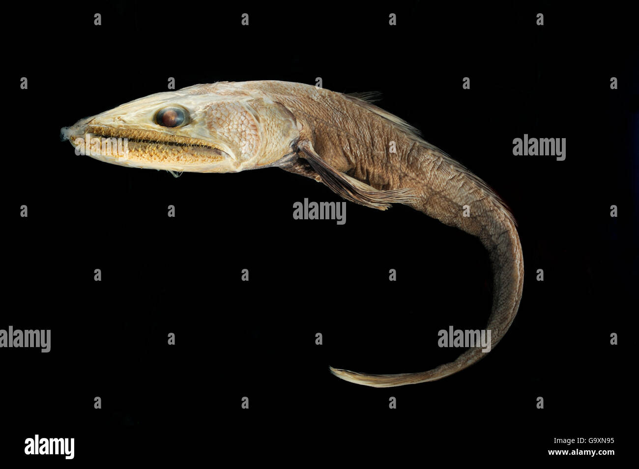 Lizardfish Bathysaurus ferox Deepsea (spécimen), du nord de l'océan Atlantique à une profondeur de 2100m-2500m. Banque D'Images