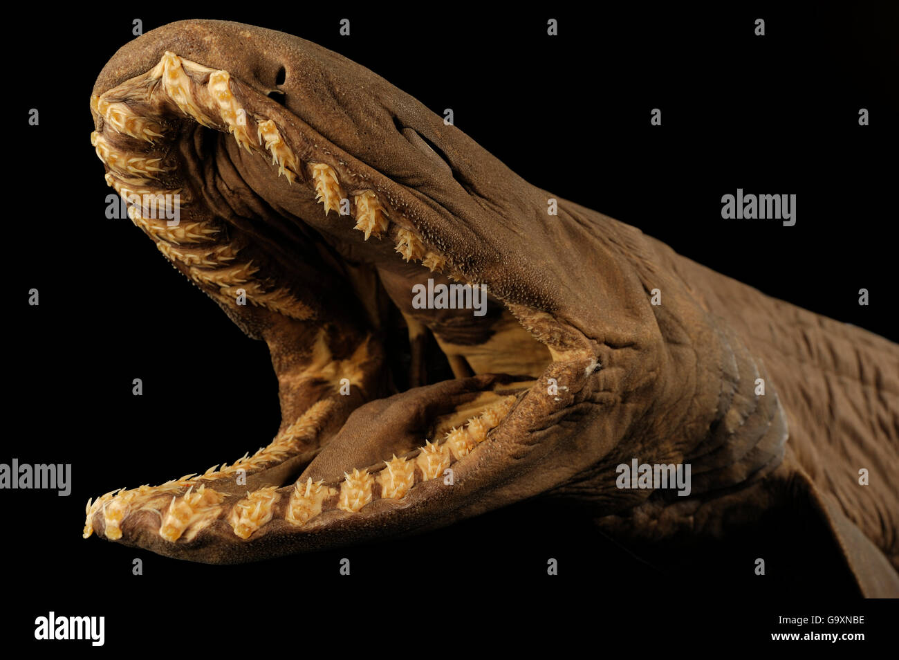 (Chlamydoselachus anguineus requin plumeuse) spécimen avec bouche ouverte, dans l'océan Atlantique, à une profondeur de 729m. Banque D'Images