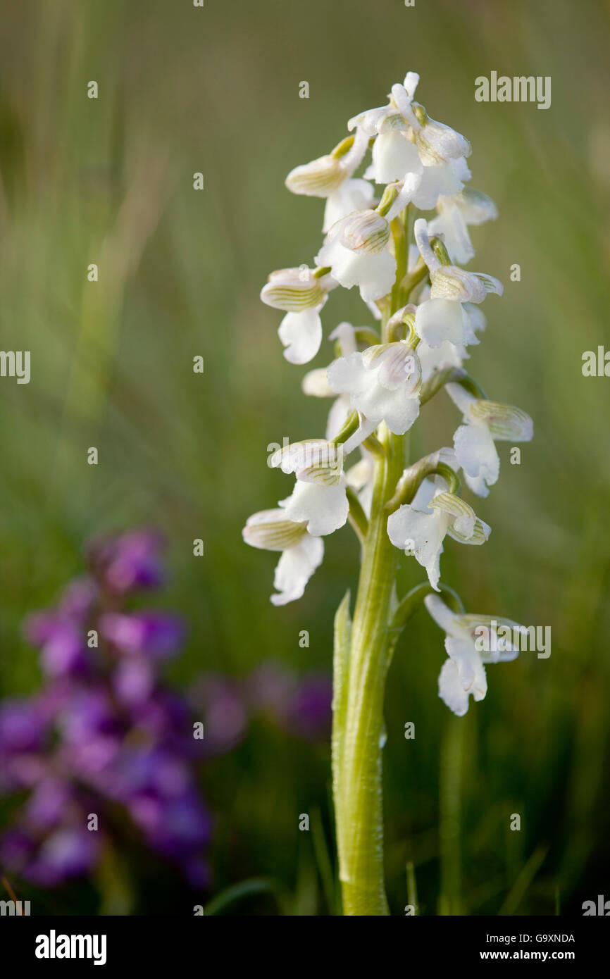 Green-winged orchid (Anacamptis morio var. alba) couleur blanc en forme fleur, Ashton Court, North Somerset, Royaume-Uni, mai. Banque D'Images