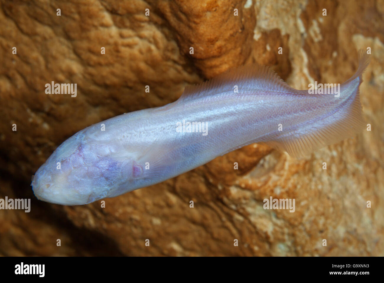 Aveugles (Typhliasina brotula mexicain pearsei) un blind cave fish, gouffre près de Tulum, péninsule du Yucatan, au Mexique, en août. Endangere Banque D'Images